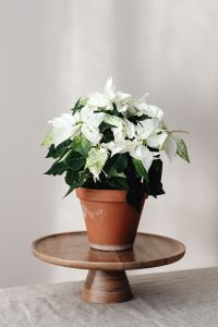 Kaboompics - Potted Poinsettia on Cake Stand in Neutral Interior