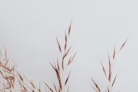 Kaboompics - Sparse Dried Grass Stems on a Light Gray Background with Open Copy Space