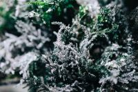 Kaboompics - Close-ups of snowy trees