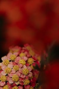 Kaboompics - Soft Focus Pink and Orange Autumn Flowers with Copy Space