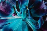 Kaboompics - Blue And Purple Dried Flower Macro Texture