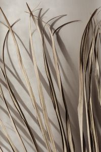 Kaboompics - Tall Dried Grass Stalks Casting Strong Shadows