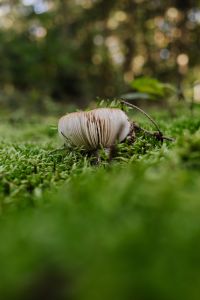 Kaboompics - Mushroom in Soft Focus Green Moss