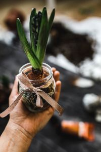 Kaboompics - Woman making a little ornamental seedling in a small jar