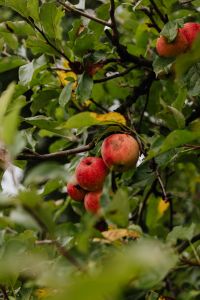 Kaboompics - Red Apples Growing Among Green Orchard Leaves