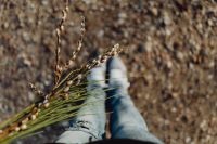 Kaboompics - Fresh spring catkin branches