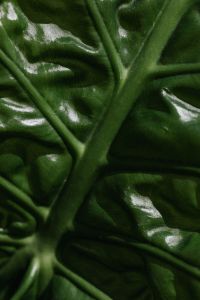 Kaboompics - Alocasia Leaf Background in Natural Light