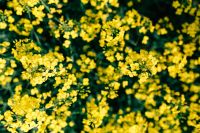 Kaboompics - Canola Flowers Blooming in the Countryside