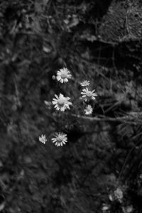 Kaboompics - Dark Black and White Garden With Small Wildflowers