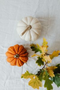 Kaboompics - Flat Lay of White and Orange Pumpkins with Oak Branch