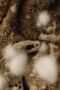 Kaboompics - Brown Mold and White Fungal Growth, Macro