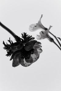Kaboompics - Abstract Flower From Below Backlit Black And White Botanical Detail
