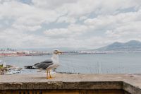 Kaboompics - Seagull on a Naples Waterfront Wall With Open Bay Behind