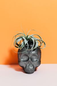 Kaboompics - Halloween Skull Planter with Air Plant on Orange and Pink Background