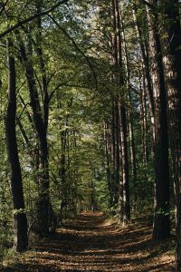 Kaboompics - Tall Trees Along a Shaded Forest Path