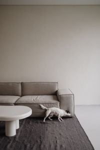 Kaboompics - Small Dog Walking Beside a Neutral Sofa – Fujifilm X100VI