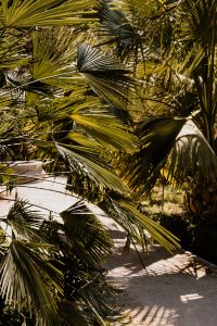 Kaboompics - Tropical Palm Leaves Filling a Garden View