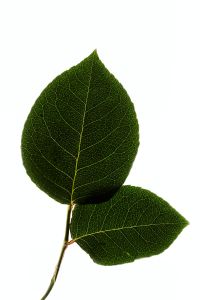 Kaboompics - Green Leaves Minimal Composition Isolated Botanical Background