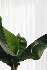 Kaboompics - Banana Green Leaf Backgrounds