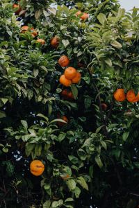 Kaboompics - Oranges on the tree