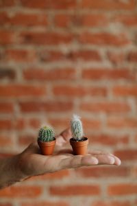 Kaboompics - Miniature cacti in clay pots