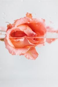 Kaboompics - Close-Up Pink Rose Partly Submerged in Water