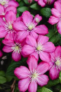 Kaboompics - Bright Pink Garden Flowers with Dark Green Foliage