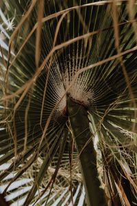 Kaboompics - Fan Palm Leaf Center with Fine Fibers
