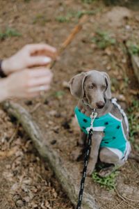 Kaboompics - Dog dressed in post-surgery clothes - Recovery Suit