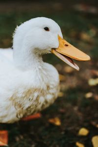 White ducks on the grass