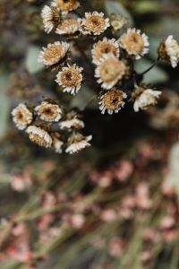 Kaboompics - Dried Strawflower Daisy Heads on Branches with Soft Pink Filler Blooms, Selective Focus