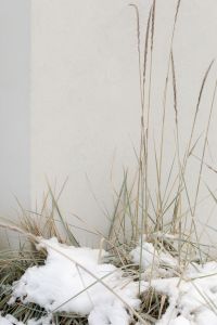 Kaboompics - Sparse Dried Grasses Against a Pale Wall with Snow at the Base