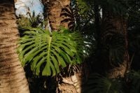 Kaboompics - Monstera Leaf Between Palm Trunks