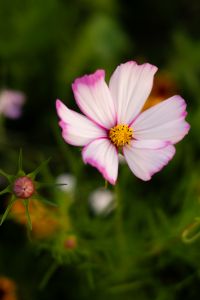 Kaboompics - Pink Cosmos Flower Close Up