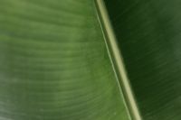 Kaboompics - Banana Green Leaf Backgrounds