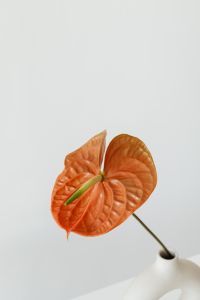 Kaboompics - Close-Up Orange Anthurium Flower for Minimalist Floral Wallpaper