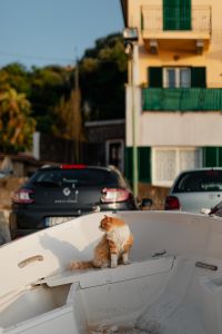 Kaboompics - Ginger Cat Sitting Inside a White Boat on a Residential Street