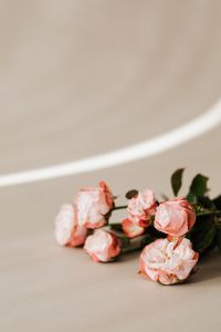 Kaboompics - Pink Roses Beneath Curved Sunlight on Beige Copy Space