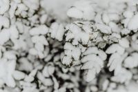 Kaboompics - Branches covered with fresh snow