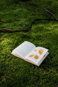 Kaboompics - Forest Book Photography with Pressed Leaves and Green Moss, Reading Moodboard