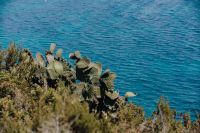Kaboompics - Sharp Prickly Pear Cactus Against Blue Mediterranean Water