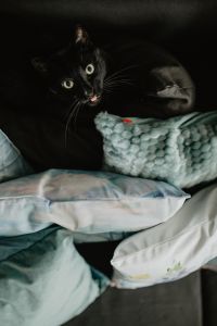 Black cat