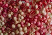 Kaboompics - Blurred Pink And Cream Dried Flax Seed Pods