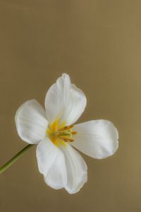 Kaboompics - White Flower Close-Up on Neutral Background