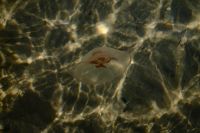 Kaboompics - Jellyfish in Clear Shallow Seawater
