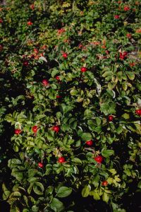 Kaboompics - Red Rosehip Berries Among Glossy Green Leaves, Vertical Botanical Texture