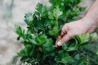 Kaboompics - Close-Up of Garden-Fresh Celery Foliage Held in Hand