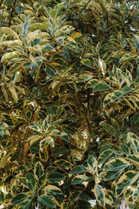 Kaboompics - Dense Variegated Foliage Background