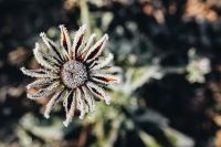 Kaboompics - Frozen flower