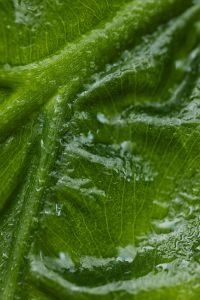 Kaboompics - Alocasia Leaf Surface Close-Up
